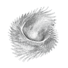 Automate Wise Logo